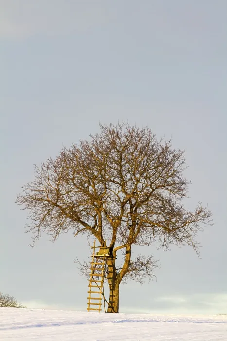 Framed Print : Snowy Landscape Print of a Single Tree in Germany Framed Print : Snowy Landscape Print of a Single Tree in Germany