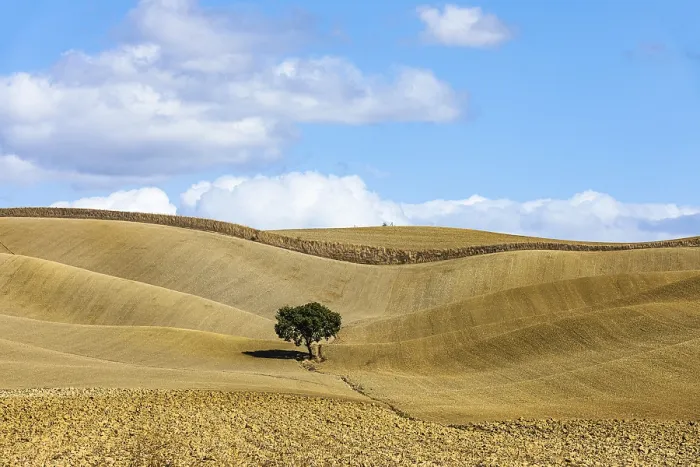 Framed Print : Single Tree in Hilly Fields Print, Tuscany, Italy Framed Print : Single Tree in Hilly Fields Print, Tuscany, Italy