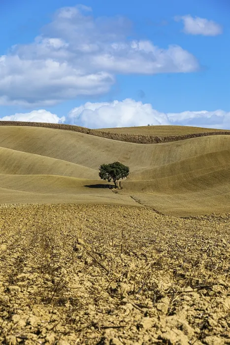 Framed Print : Single Tree in Tuscany Print, Monteroni d'Arbia, Italy Framed Print : Single Tree in Tuscany Print, Monteroni d'Arbia, Italy