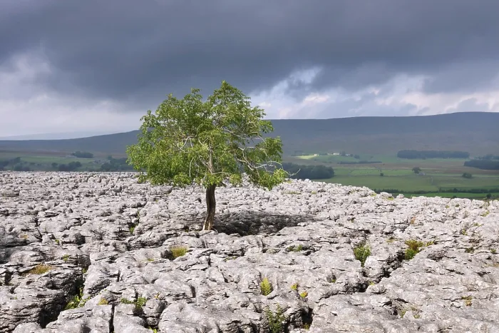 Framed Print : Single Tree in Limestone Landscape Print, Ingleborough NNR, North Yorkshire Framed Print : Single Tree in Limestone Landscape Print, Ingleborough NNR, North Yorkshire