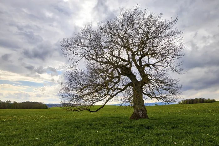 Framed Print : Single Tree in a Meadow with Clouds Print