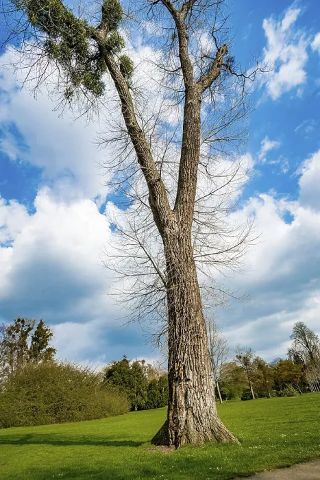 Framed Print : A Single Tree Standing Alone with Blue Sky and Grass Print Framed Print : A Single Tree Standing Alone with Blue Sky and Grass Print