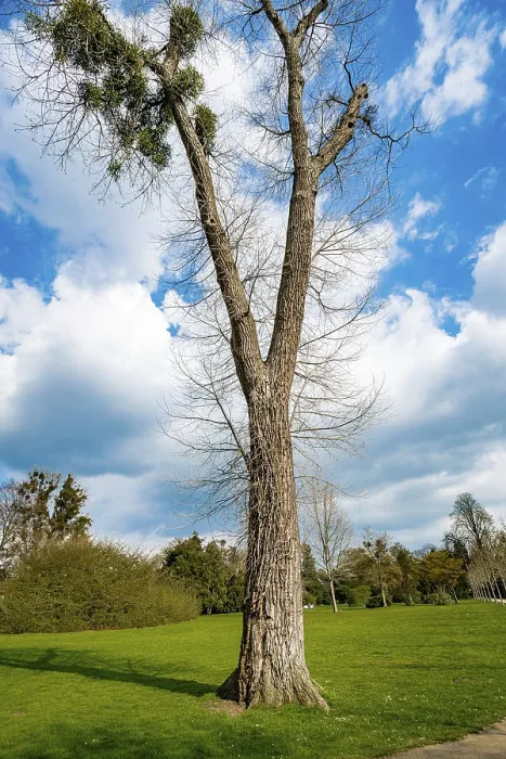 Framed Print : A Single Tree Standing Alone with Blue Sky and Grass Print Framed Print : A Single Tree Standing Alone with Blue Sky and Grass Print