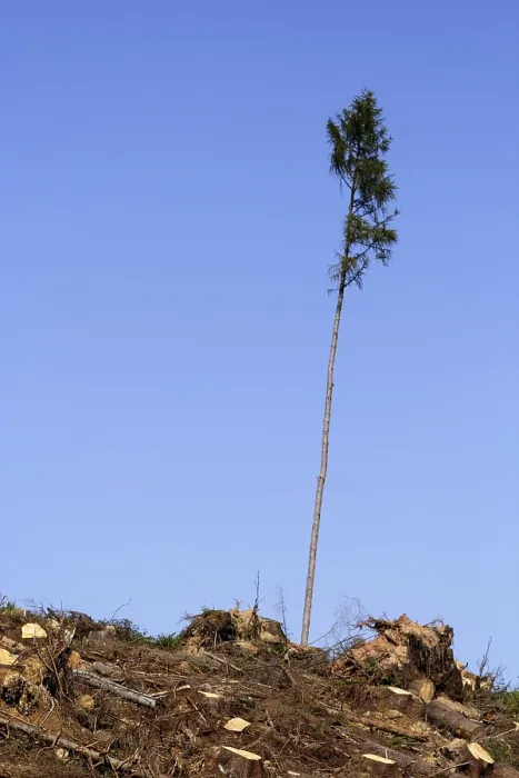 Framed Print : A Single Tree Standing After Storm Kyrill Print, Germany