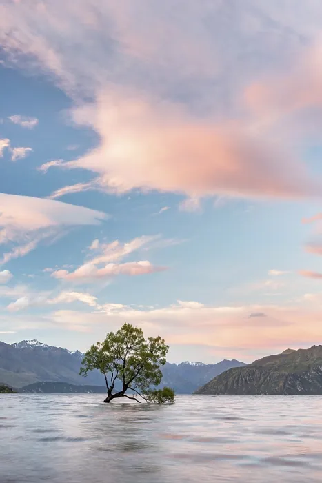 Framed Print : Single Tree Standing in Water, Lake Wanaka Print Framed Print : Single Tree Standing in Water, Lake Wanaka Print