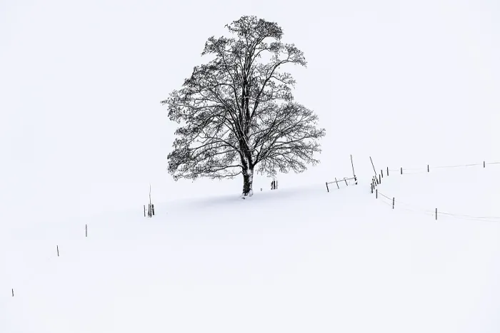 Framed Print : Single Tree in Winter Landscape Print, Bavaria, Germany Framed Print : Single Tree in Winter Landscape Print, Bavaria, Germany
