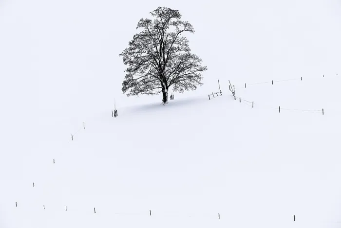 Framed Print : Single Tree in Winter Landscape Print, Ronsberg, Bavaria Framed Print : Single Tree in Winter Landscape Print, Ronsberg, Bavaria