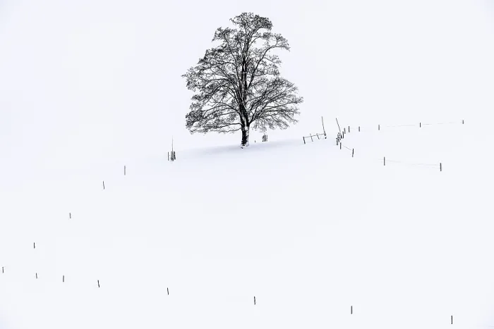 Framed Print : Single Tree in Winter Landscape Print, Ronsberg, Bavaria Framed Print : Single Tree in Winter Landscape Print, Ronsberg, Bavaria