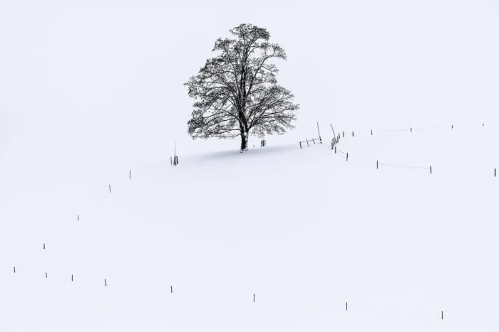 Framed Print : Winter Landscape Print: Single Tree in Ronsberg, Bavaria Framed Print : Winter Landscape Print: Single Tree in Ronsberg, Bavaria