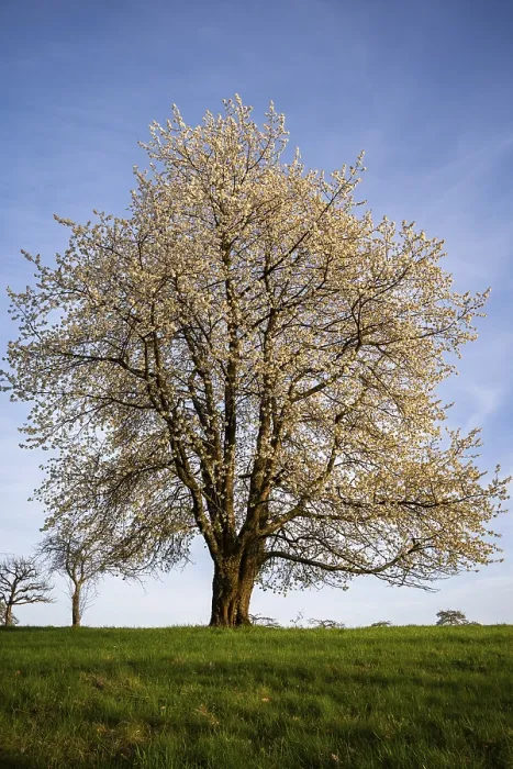 Framed Print : White Blossoming Fruit Tree Print, Neckargemund, Germany Framed Print : White Blossoming Fruit Tree Print, Neckargemund, Germany