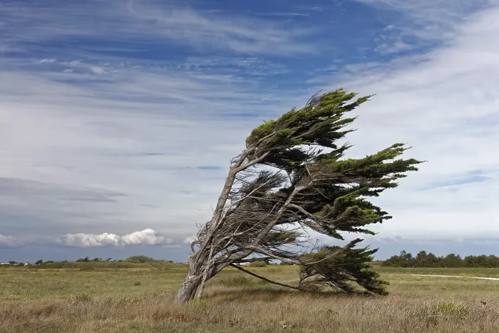 Framed Print : Single Windbroken Tree Print, Ile d'Oleron, France