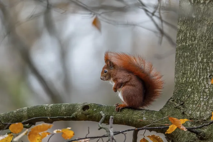 Framed Print : Squirrel on Beech Branch Print, Germany, December Framed Print : Squirrel on Beech Branch Print, Germany, December