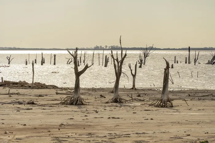 Framed Print : Skeletal Dead Trees Print: Climate Change Impact Framed Print : Skeletal Dead Trees Print: Climate Change Impact