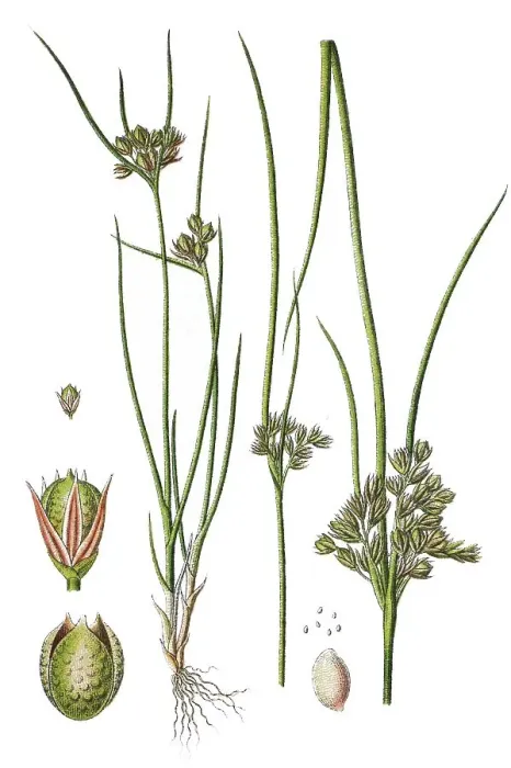 Framed Print : 1876 Chromolithograph Print of Slender Rush Framed Print : 1876 Chromolithograph Print of Slender Rush