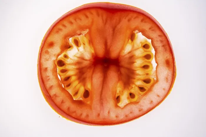 Framed Print : Slice of a Tomato Print on White Background Framed Print : Slice of a Tomato Print on White Background