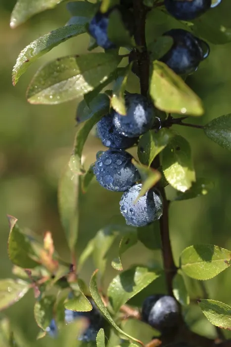 Framed Print : Sloes Print from imageBROKER Framed Print : Sloes Print from imageBROKER