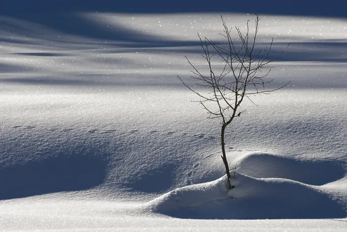Framed Print : Winter Landscape Print: Bare Tree in Graubuenden, Switzerland Framed Print : Winter Landscape Print: Bare Tree in Graubuenden, Switzerland