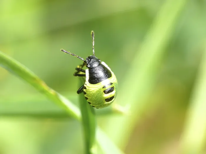 Framed Print : Small Bug Print - Close-up Photography Framed Print : Small Bug Print - Close-up Photography