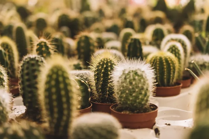 Framed Print : Many Small Cacti Print