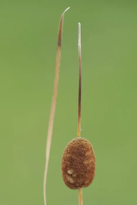 Framed Print : Small Cattail Print, Typha minima, Austria Framed Print : Small Cattail Print, Typha minima, Austria