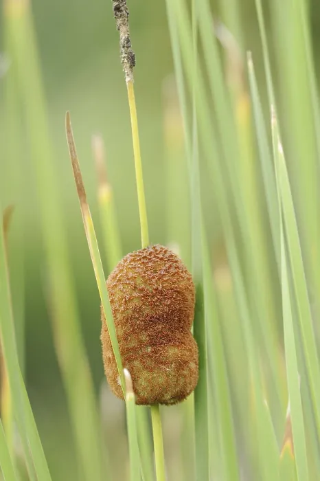 Framed Print : Small Cattail (Typha minima) Print, Austria Framed Print : Small Cattail (Typha minima) Print, Austria