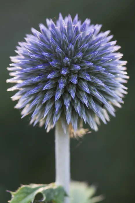 Framed Print : Small Globe Thistle Print, Emsland, Germany Framed Print : Small Globe Thistle Print, Emsland, Germany