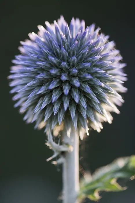 Framed Print : Small Globe Thistle Print, Emsland, Germany Framed Print : Small Globe Thistle Print, Emsland, Germany