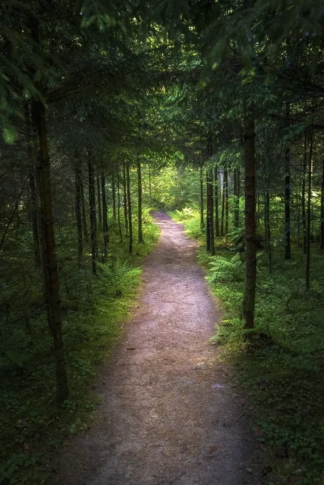 Framed Print : Black Forest Hiking Path Print Framed Print : Black Forest Hiking Path Print