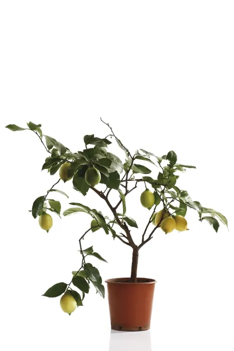 Framed Print : Small Lemon Tree Print Framed Print : Small Lemon Tree Print