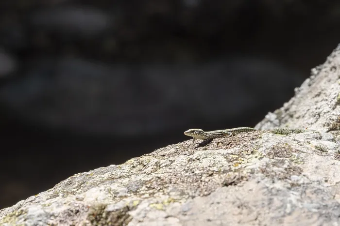 Framed Print : Small Lizard Basking Print in Bright Sunlight Framed Print : Small Lizard Basking Print in Bright Sunlight