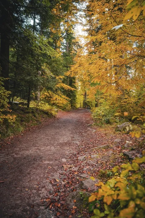 Framed Print : Autumn Forest Path Print, Black Forest Germany Framed Print : Autumn Forest Path Print, Black Forest Germany