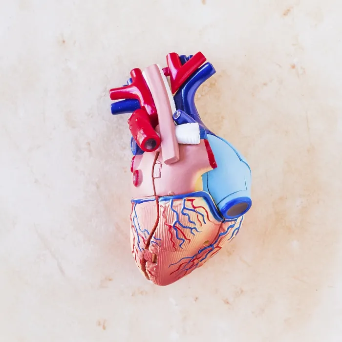 Framed Print : Small Plastic Human Heart Light Table Print Framed Print : Small Plastic Human Heart Light Table Print