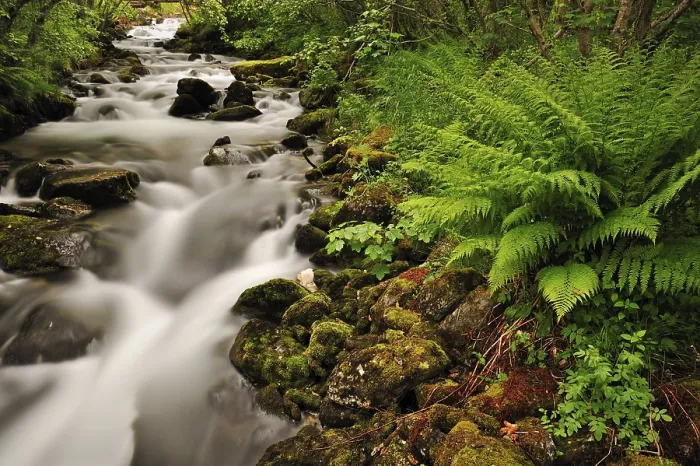 Framed Print : Small River, Ferns in Foreground Print, Geiranger Norway Framed Print : Small River, Ferns in Foreground Print, Geiranger Norway