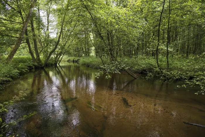 Framed Print : Small River in German Forest Print, Lower Saxony Framed Print : Small River in German Forest Print, Lower Saxony