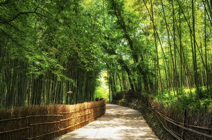 Framed Print : A Small Road Through Bamboo Forest Print, Sosewon, South Korea Framed Print : A Small Road Through Bamboo Forest Print, Sosewon, South Korea