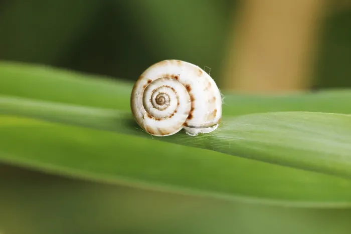 Framed Print : Small Snail on Reed Print at Close Range Framed Print : Small Snail on Reed Print at Close Range