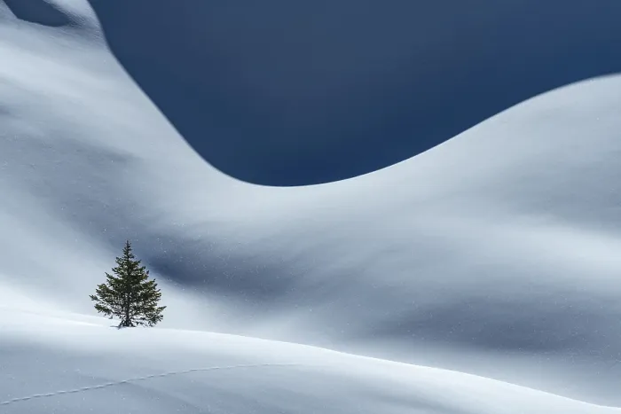Framed Print : Small Spruce on Snow, Berwang, Austria Print Framed Print : Small Spruce on Snow, Berwang, Austria Print