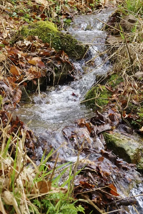 Framed Print : Small Stream in Early Spring Print, Germany