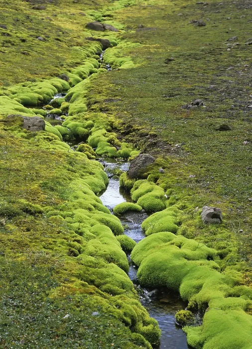 Framed Print : Small Stream with Spring Moss Print, Iceland Framed Print : Small Stream with Spring Moss Print, Iceland