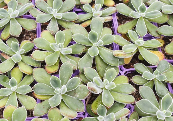Framed Print : Small Succulent Plants Background Print Framed Print : Small Succulent Plants Background Print