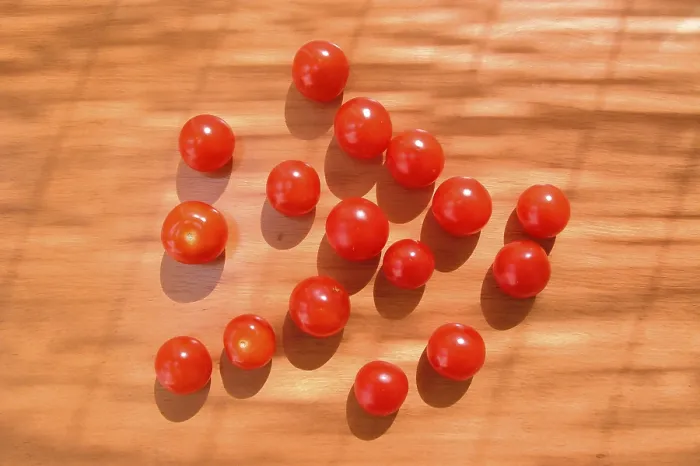 Framed Print : Small Tomato Print Framed Print : Small Tomato Print