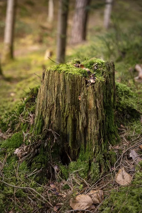 Framed Print : Small Tree Stump Print, Black Forest, Germany Framed Print : Small Tree Stump Print, Black Forest, Germany