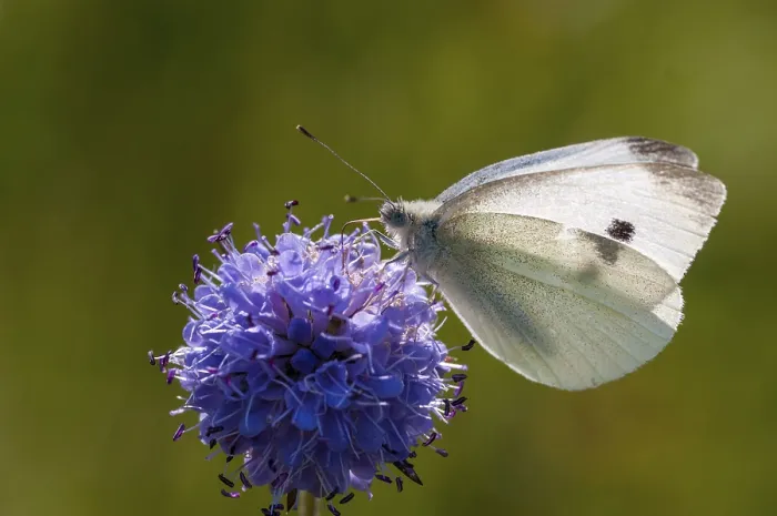 Framed Print : Small White Butterfly on White Cabbage Print Framed Print : Small White Butterfly on White Cabbage Print