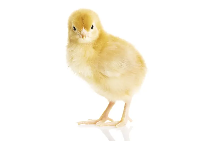 Framed Print : One Small Yellow Separated Chicken Print on White Framed Print : One Small Yellow Separated Chicken Print on White
