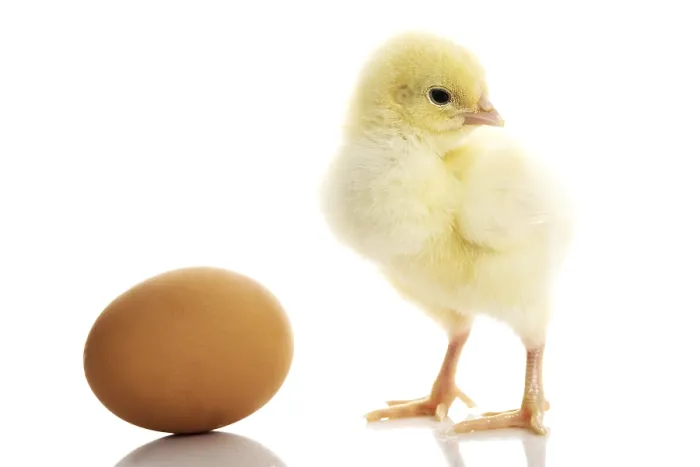 Framed Print : One Small Yellow Chicken and Egg Print Framed Print : One Small Yellow Chicken and Egg Print