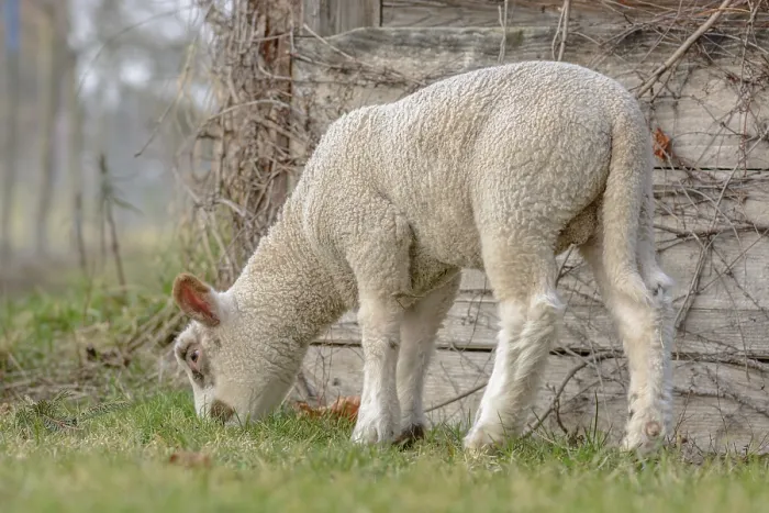 Framed Print : Small Lamb in Springtime Pasture Print, Alsace, France Framed Print : Small Lamb in Springtime Pasture Print, Alsace, France