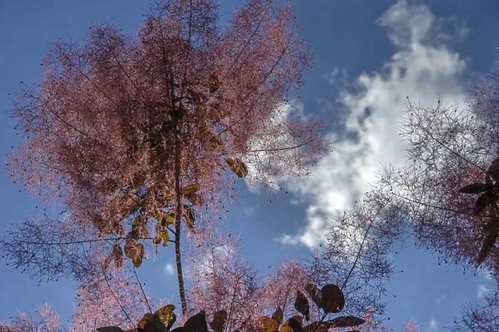 Framed Print : Smoke Tree Print, Eckental, Germany Framed Print : Smoke Tree Print, Eckental, Germany