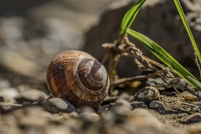 Framed Print : A Snail Shell on a Sunny Afternoon Print Framed Print : A Snail Shell on a Sunny Afternoon Print