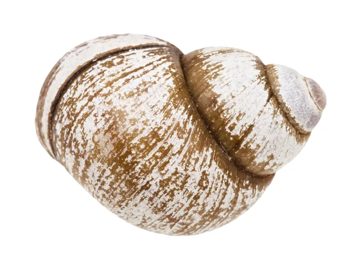 Framed Print : White Background Snail Shell Print Framed Print : White Background Snail Shell Print