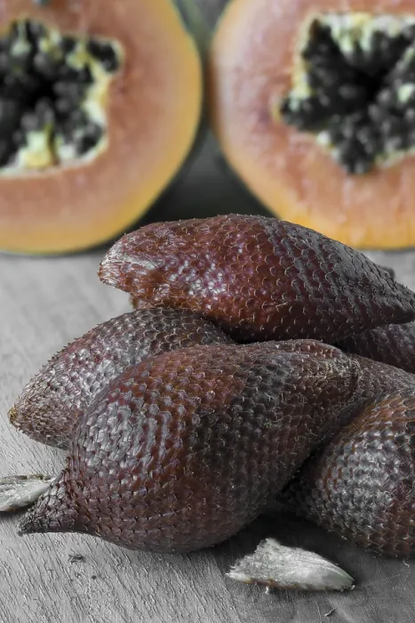Framed Print : Snake Fruit Print - Tropical Fruiting Tree Framed Print : Snake Fruit Print - Tropical Fruiting Tree